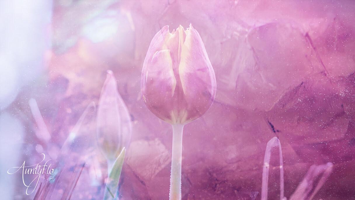 Red Tulip Flower Meaning Dictionary